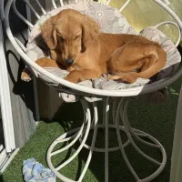 سگ گلدن رتریور واگذاری