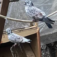 کبوتر سرور جوان|پرنده|ساری, |دیوار