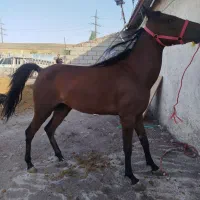 اسب کهر کرد ۳ ساله شناسنامه و میکرو چیب دار