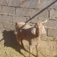 دو عدد بزغاله نر یک عدد بره ماده