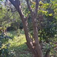 اصلاح درخت و قطع کردن درخت خشک|خدمات باغبانی و درختکاری|ساری, |دیوار