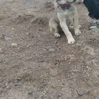 توله سگ عراقی