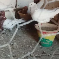 کبوتر|پرنده|خسروشاه, |دیوار