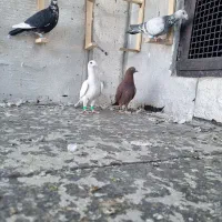 پرنده|پرنده|جغتای, |دیوار