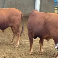 فروش گوساله نر چاق