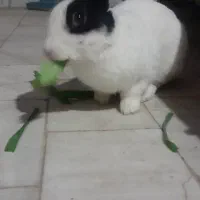 خرگوش دستی|موش و خرگوش|قم, باجک سه|دیوار