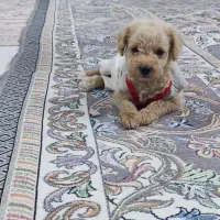 پودل نسکافه ای واکسن زده انگل تراپی شناسنامه دار|سگ|مشهد, هفده شهریور|دیوار
