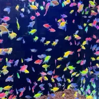 ماهی|ماهی|تربت‌حیدریه, مظفریه|دیوار