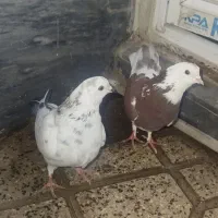 شازده نر|پرنده|خمینی‌شهر, |دیوار