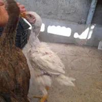 جوجه لاری|حیوانات مزرعه|محمدشهر, یزدیها|دیوار