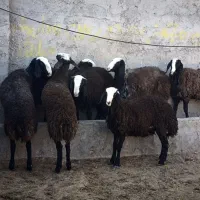 گوسفند ناب و اصیل و دوقلوزا شالی میش بره قوچ|حیوانات مزرعه|شال, |دیوار