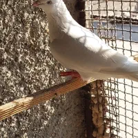 چندتاکبوترخوب|پرنده|بندرعباس, |دیوار