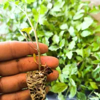 فروش عمده نشا .