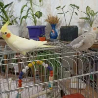 یک جفت عروس هلندی