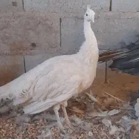 فروش طاووس ماده مصری وسفید|حیوانات مزرعه|کرمان, |دیوار