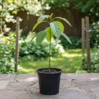 فروش نهال آووکادو درجه یک