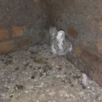 کفتر یا کبوتر