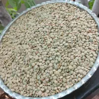 عدس ارگانیک زنجان|خوردنی و آشامیدنی|رشت, بلوار گیلان|دیوار