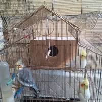 سه عروس هلندی|پرنده|ارومیه, |دیوار