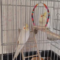 عروس هلندی|پرنده|ری, علایین|دیوار