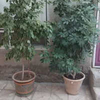 گل های طبیعی سالم و خوش سر حال