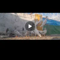 کبوتر