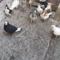 کفتر|پرنده|محمدیه-قزوین, |دیوار