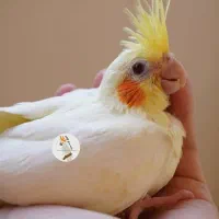 فروش انواع پرنده و لوازم درفروشگاه کاکادو سنندج|پرنده|سنندج, |دیوار