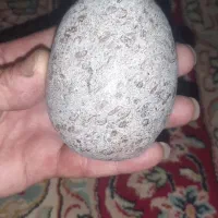 سنگهای فسیل وکلوکسیونی