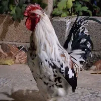 مرغ وخروس گلین|حیوانات مزرعه|خمینی‌شهر, |دیوار