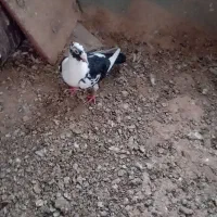 پلنگ کاکولی ماده