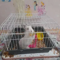 خرگوش بهمراه قفس