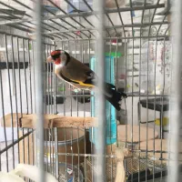 سهره رسمی مولد قفس