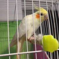 عروس هلندی لوتینونر سالم