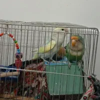 طوطی|پرنده|مرودشت, ژیان|دیوار