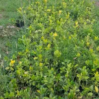 شمشاد|خدمات باغبانی و درختکاری|لاهیجان, لفمجان|دیوار