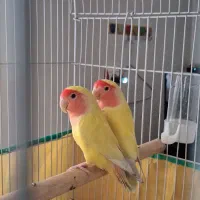 طوطی برزیلی