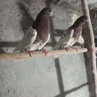 کبوتر