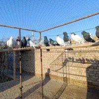 هفرنگ رنگی شصتی|پرنده|اسفرورین, |دیوار