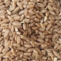 گندم دیم زاگرس