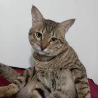 واگذاری گربه