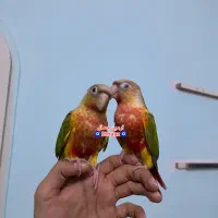 جفت گرینچیک پیش مولد