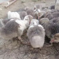جوجه غاز
