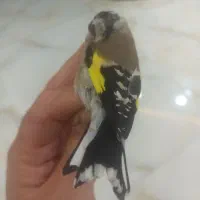 سهره جوجه قفس پارسال