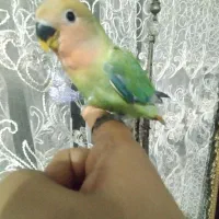 طوطی برزیلی هلویی یک ماه سالم فول دستی دمچند رنگ|پرنده|اهواز, آریاشهر|دیوار