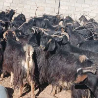 ۹۰ راس بز داشتی درجه یک|حیوانات مزرعه|آبدانان, |دیوار