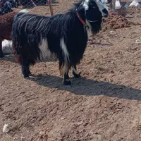 نربز
