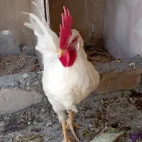 فروش یک عدد خروس