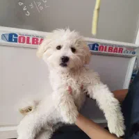 سگ شیتزو ترییر