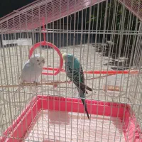 پرنده